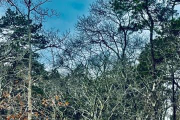 Land/Parcel For Sale in Edgartown #44039