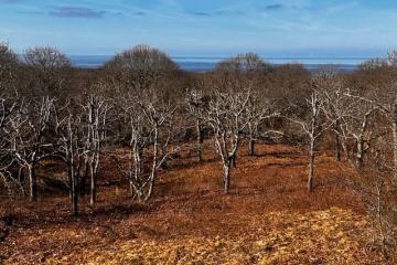 Land/Parcel For Sale in Aquinnah #44317