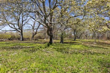 Land/Parcel For Sale in Aquinnah #44499