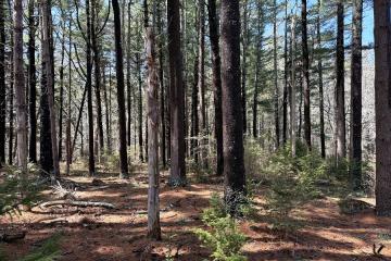 Land/Parcel For Sale in Chilmark #44445