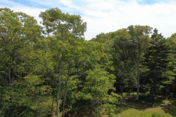 Land/Parcel For Sale in West Tisbury #44552